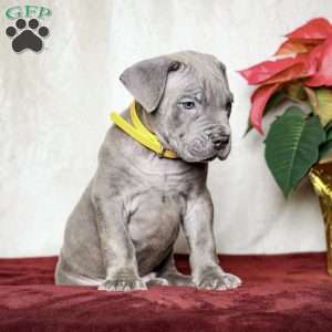 Elisha, Cane Corso Puppy